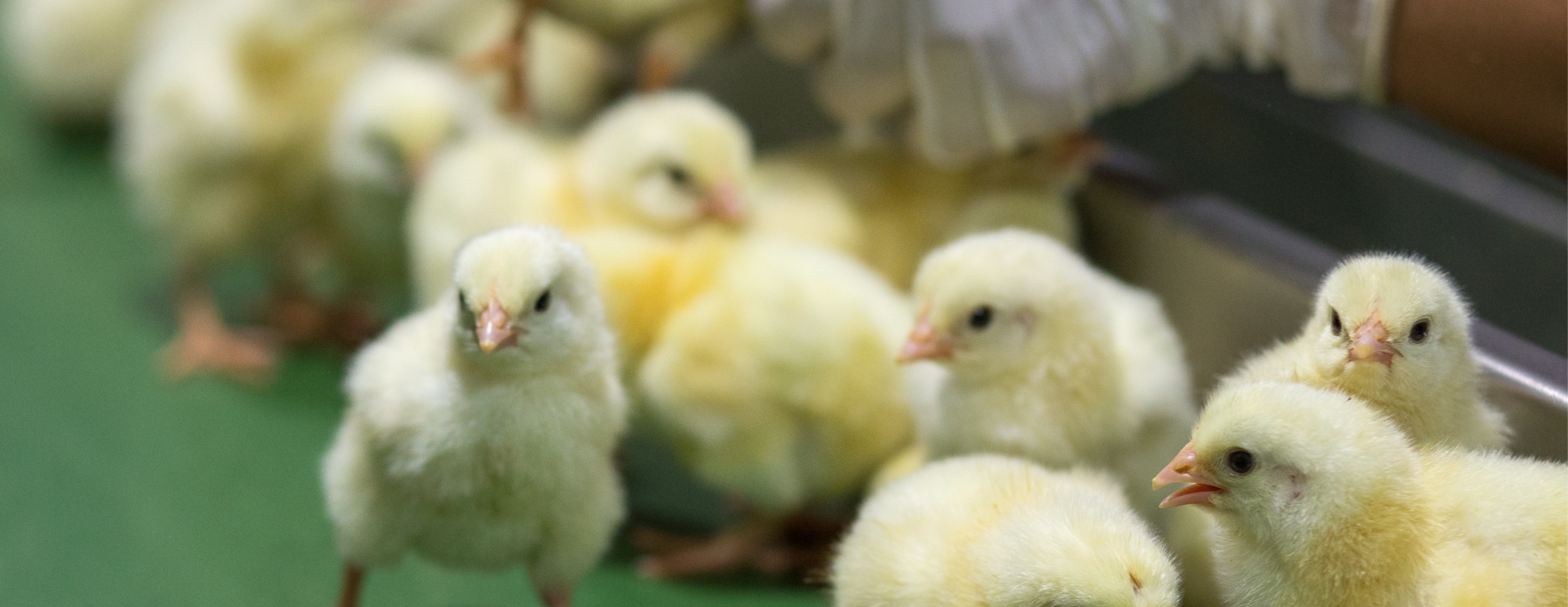 Pracownik produkcji - wylęgarnia kurczaków