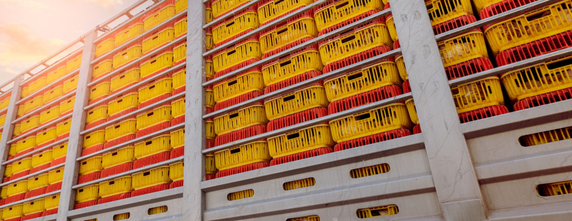 Pracownik produkcji - zawieszanie kurczaków