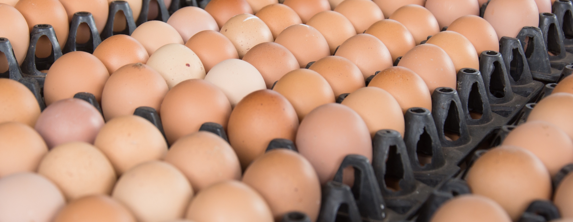 Pracownicy Pakowania Jajek