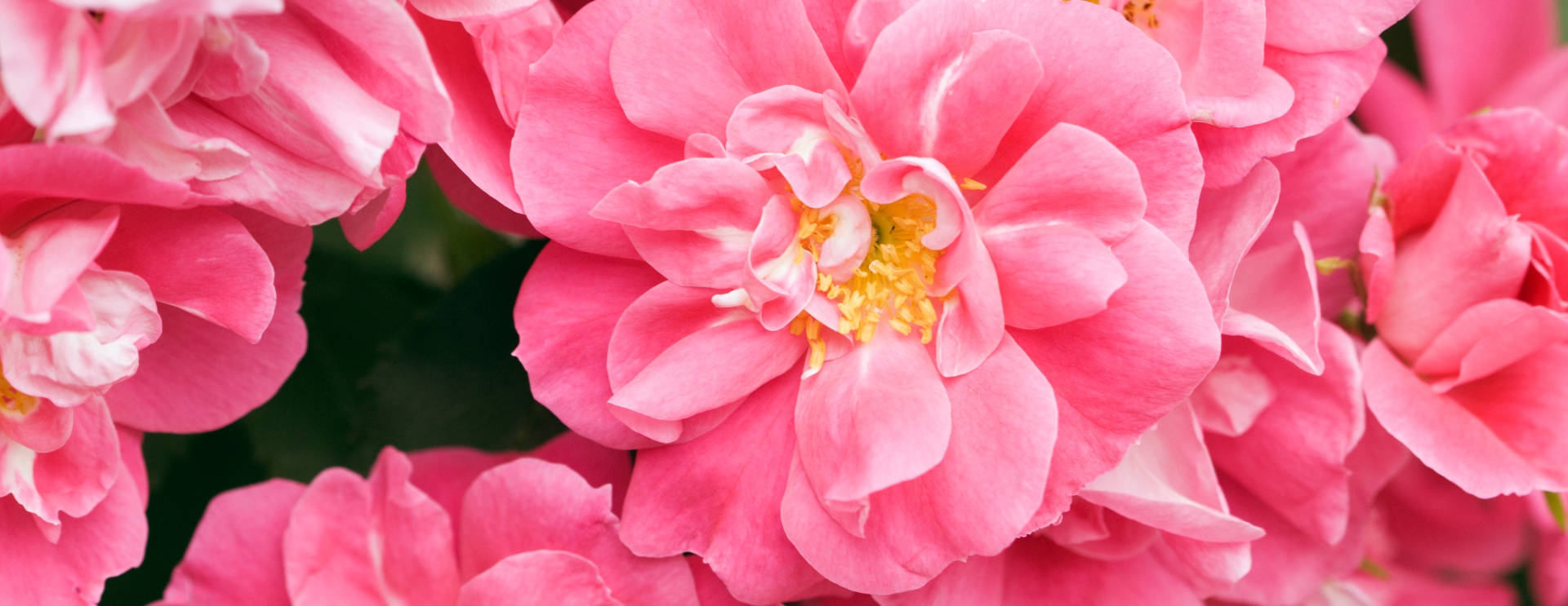 Pracownicy produkcji - szkółka kwiatów